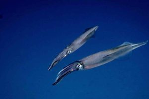 Europæisk loligoblæksprutte (Loligo vulgaris) er en af de tiarmede blækspruttearter, der fiskes kommercielt i Den Engelske Kanal mellem England og Frankrig, hvor også danske fiskere har søgt nye fangstmuligheder. Foto: Victor Micallef / Wikimedia Commons.