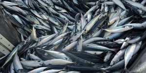 Den Europæiske pelagiske sektor raser over Norges ensidige Kvoteløft på makrel foto: Europêche