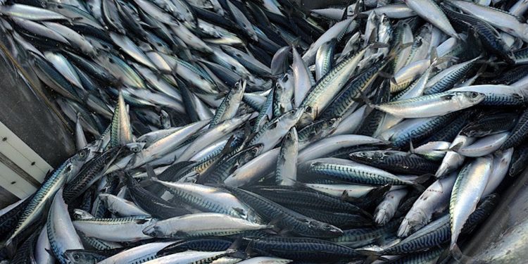 Read more about the article Den Europæiske pelagiske sektor raser over Norges ensidige Kvoteløft på makrel