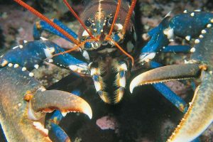 Hummersæsonen er i fuld gang i Norge, og tusindvis af fritidsfiskere sætter teiner i håbet om at få "havets kardinal" på krogen. Nye tal viser, at det især er de private hobbyfiskere – og ikke erhvervsfiskerne – der står for hovedparten af fangsten. foto: Erling Svendsen - HI.no