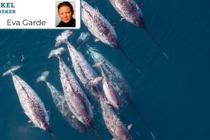 Østgrønlandske narhvaler er tæt på udryddelse foto: Forskerzonen