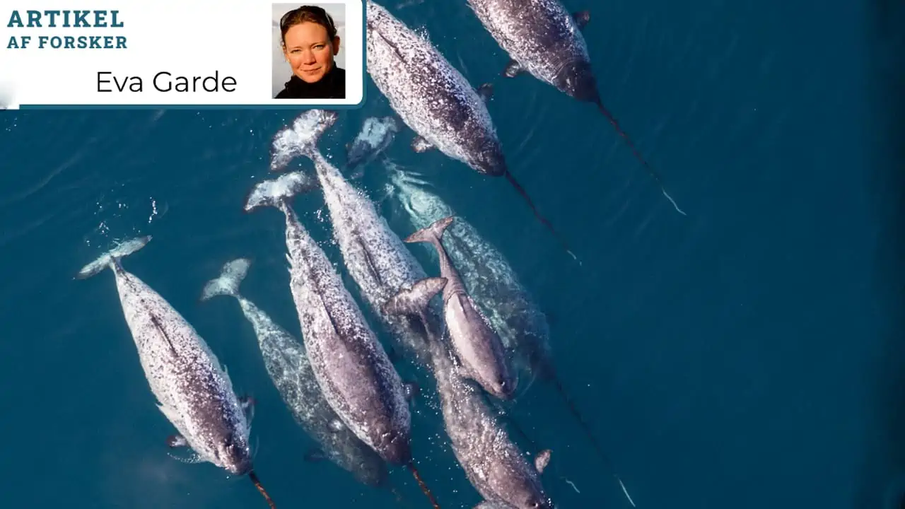 Read more about the article Østgrønlandske narhvaler er tæt på udryddelse