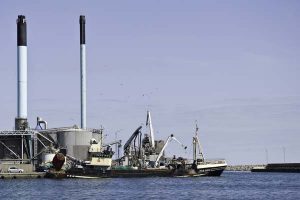 Fiskemelsfabrikkerne i hård kamp om råvarer  Foto: Fiskernes fiskeindustri - FF Skagen