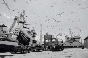Danmarks største fiskerihavn ligger fortsat i Skagen foto: FF