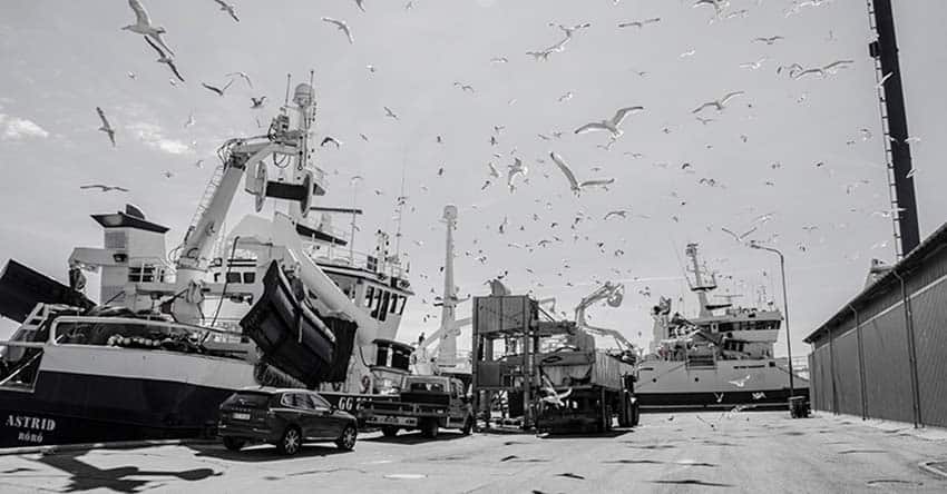 Read more about the article Danmarks største fiskerihavn ligger fortsat i Skagen