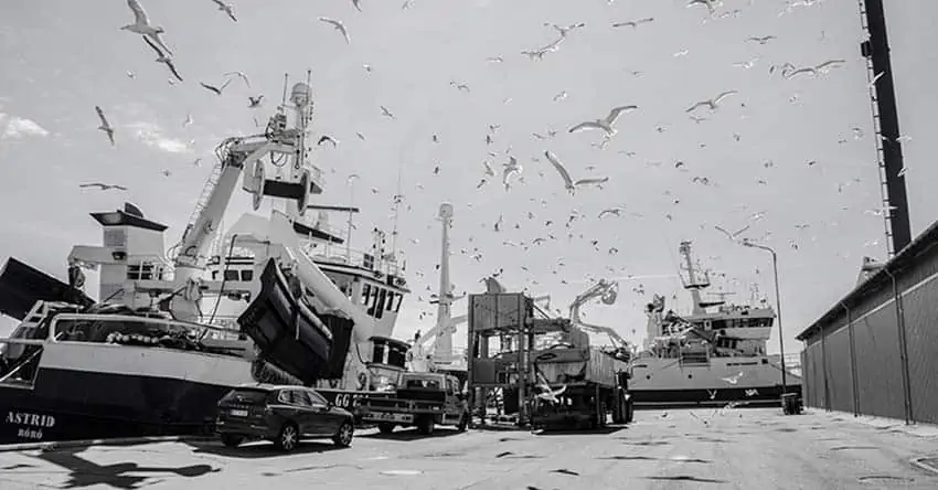 Read more about the article Danmarks største fiskerihavn ligger fortsat i Skagen