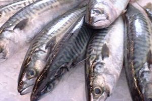 Færøerne laver fiskeriaftaler med Norge