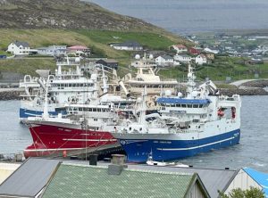 Spredt rundt om på de færøske øer, modtager fiskefabrikkerne som Pelagos og Havsbrún i Fuglefjord samt Snarfrost i Miðvágur, Vestmanna Seafood på Vestmanna samt Varðin Pelagic på Tvøroyri, pæne fangster af makrel. foto: Kiran J