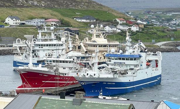 Spredt rundt om på de færøske øer, modtager fiskefabrikkerne som Pelagos og Havsbrún i Fuglefjord samt Snarfrost i Miðvágur, Vestmanna Seafood på Vestmanna samt Varðin Pelagic på Tvøroyri, pæne fangster af makrel. foto: Kiran J