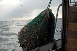 Flere fælles strafferetslige regler på vej i EU. Det vil også kunne omfatte danske fiskere.  Foto: Brian-V
