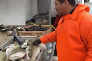 Færøsk kutter vælter sig i torsk  foto: »Nordsøki« på torskeeventyr ved Island