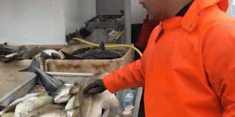 Færøsk kutter vælter sig i torsk  foto: »Nordsøki« på torskeeventyr ved Island