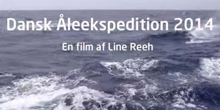 Video fra Dansk Åleekspedition 2014.  Foto: Video fra Dansk Åleekspedition