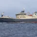 Finnur Fridi lander 1000 ton sild i Skagen - EMS Fiskur.fo