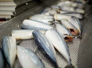 Det samme er trawleren **Finnur Fríði**, der i sidste uge landede 1.600 tons makrel til Havsbrún foto: Fiskur.fo