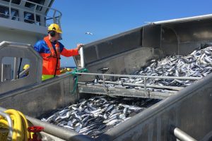 Biolog: Højere fiskekvoter kan gavne fiskebestanden i Nordøst-Atlanten - VBF