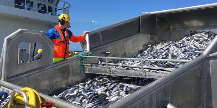 Biolog: Højere fiskekvoter kan gavne fiskebestanden i Nordøst-Atlanten - VBF