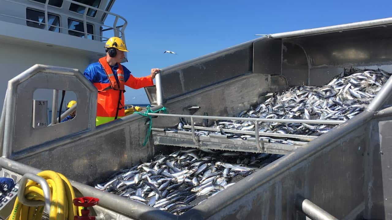 Read more about the article Biolog: Højere fiskekvoter kan gavne fiskebestanden i Nordøst-Atlanten