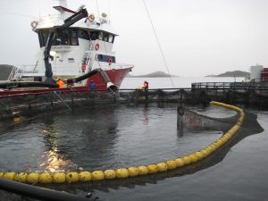 Norske opdrætsselskaber havde et godt 2019 - foto: wikipedia