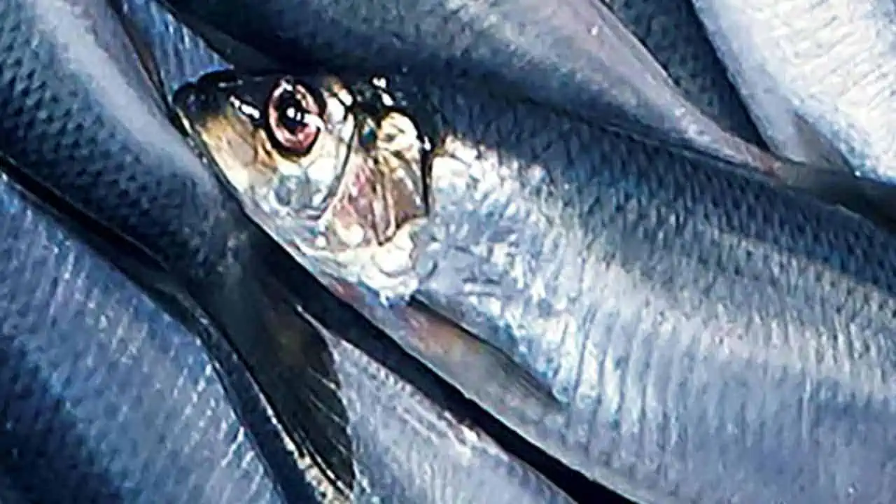Read more about the article Danmarks største fiskerihavn øger sin markedsandel på fiskeriet
