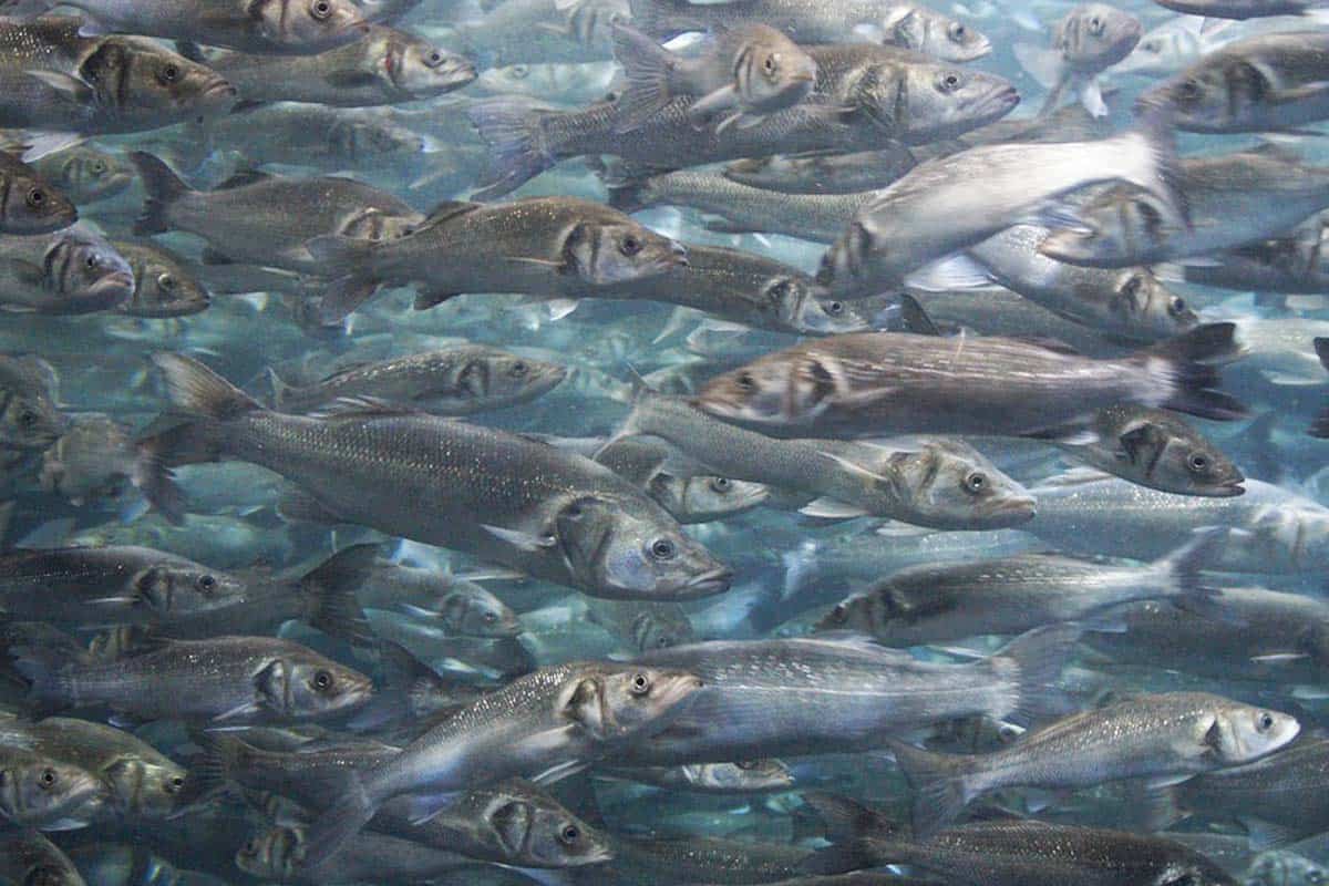 Read more about the article EU´s »SmartFish-projekt« skal skabe fiskeri uden bifangst