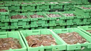 EU Kommissionen fejler endnu engang - nu foreslår man ekstra kontrol med sø-pakket fisk. foto: Fiskeauktion - FiskerForum.dk