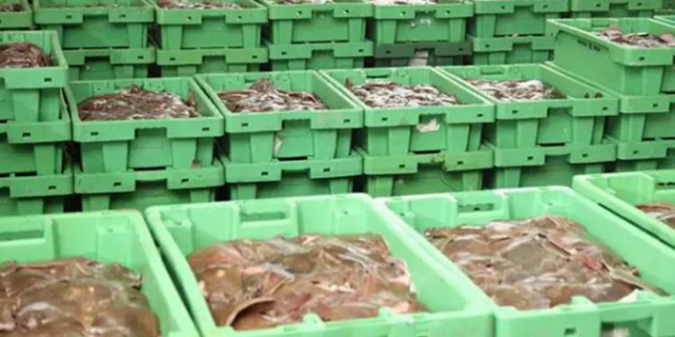 EU Kommissionen fejler endnu engang - nu foreslår man ekstra kontrol med sø-pakket fisk. foto: Fiskeauktion - FiskerForum.dk