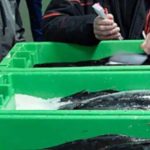 Den NordVestjyske fiskeauktion har stigning i fiskemængden i år, selvom priserne er faldet sammenlignet med rekordåret sidste år 2022. arkivfoto: FiskerForum.dk