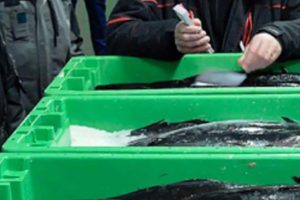 Den NordVestjyske fiskeauktion har stigning i fiskemængden i år, selvom priserne er faldet sammenlignet med rekordåret sidste år 2022. arkivfoto: FiskerForum.dk