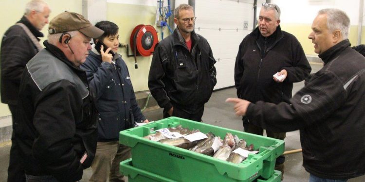 Norske fiskeindkøbere beskylder norske fiskere for snyd når de lander i Danmark. foto: Terje Engø Kystmagasinet.no