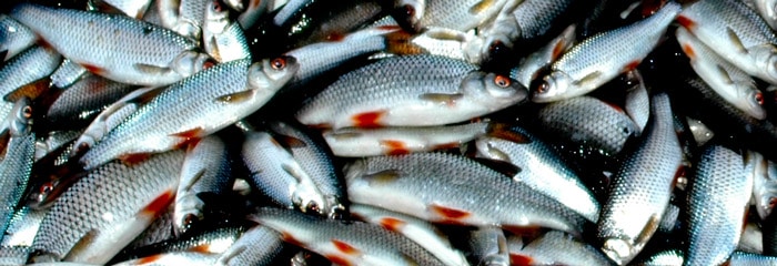 Read more about the article Fiskepleje med nye tal for erhvervsmæssig fangst af ferskvandsfisk