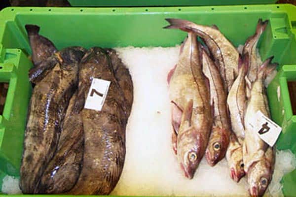Read more about the article Fiskehandlerne har succes med fælles indkøb og produktion.
