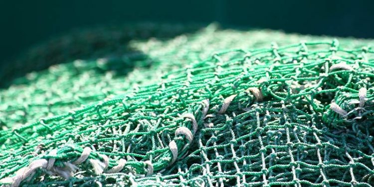 Grønlandsk fiskeindustri efterlyser udenlandsk arbejdskraft