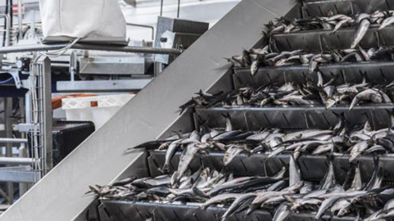 Read more about the article PFAS mistanke til fiskemel – men en tidligere analyse frikender fisk for overskridelser af PFAS