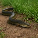 Siden 1980’erne er bestanden af europæisk ål faldet med omkring 90 procent, og arten er nu klassificeret som kritisk truet. Alligevel er ålen kendt som en sejlivet fisk, der kan overleve både i ferskvand og saltvand – og som gennemfører en af naturens mest imponerende vandringer. foto: FiskerForum.dk