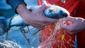 Nyt EU-kontrolsystem vil revolutionere fiskeriets overvågning og sporbarhed foto: ECEuropaEU