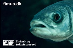 Vinterferien byder på fede fiskeoplevelser på Fiskeri- og Søfartsmuseet.