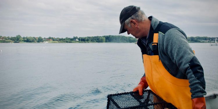 Kæmpestort potentiale i fiskeriet efter læbefisk