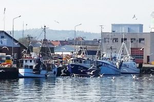 Kompensationsmidler fratages torske-fiskerne i Østersøen  Arkivfoto: landinger af torsk i Nexø Havn - CSH
