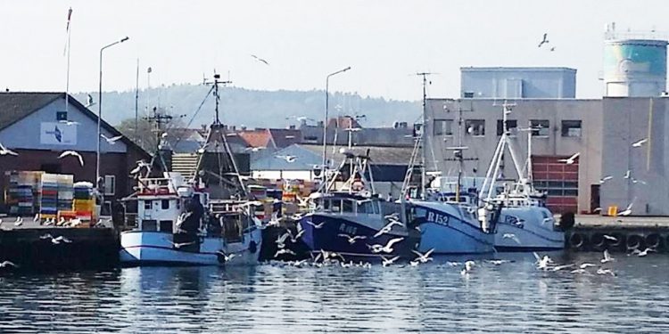 Kompensationsmidler fratages torske-fiskerne i Østersøen  Arkivfoto: landinger af torsk i Nexø Havn - CSH