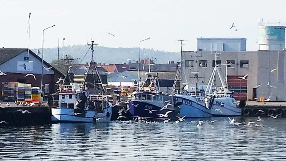 Read more about the article Kompensationsmidler fratages torske-fiskerne i Østersøen