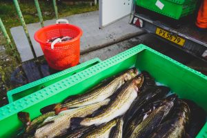 Kursus for kystfiskere omkring fiskemærket »NaturSkånsom«