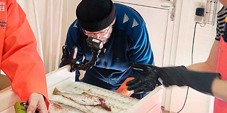 DTU Aqua har indviet et nyt anlæg, hvor kameraer og AI (kunstig intelligens) kan identificere fiskearter automatisk. Det kan få stor betydning for både fiskeri og havmiljø. foto: dtu