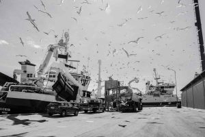 Fiskeriet i Skagen Havn runder igen én milliard. Foto: fiskeskibe - FF Skagen