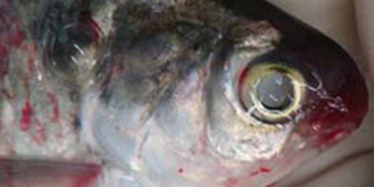 Mikroorganismer skal forebygge sygdomme i fiskeopdræt.  Foto: Fiskesygdomme HK Wikip