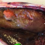 Havforskere har påvist »fiske-tuberkulose« hos makrel. foto: Erland Astad Lorentzen - HI.no