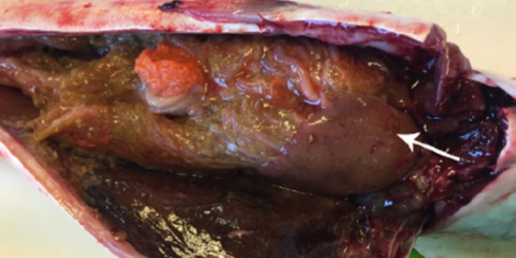 Havforskere har påvist »fiske-tuberkulose« hos makrel. foto: Erland Astad Lorentzen - HI.no