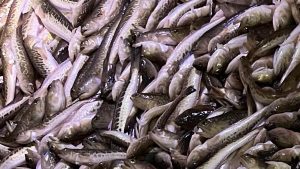 »De fleste af de fjæsinger, som de danske fiskere fanger, bliver primært solgt som industrielle fisk,« fortæller skipperen fra Bagenkop. privatfoto