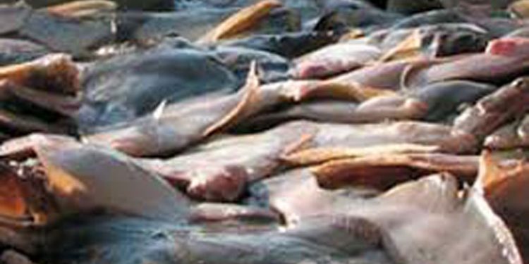 Danske fiskere må også fange fladfisk i den vestlige Østersø