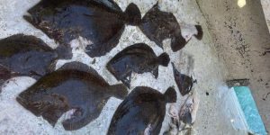 »Sælerne ødelægger fiskene ved at æde leveren, hvilket gør fangsten værdiløs,« fortæller fisker Gustav Nielsen til TV2.  arkivfoto